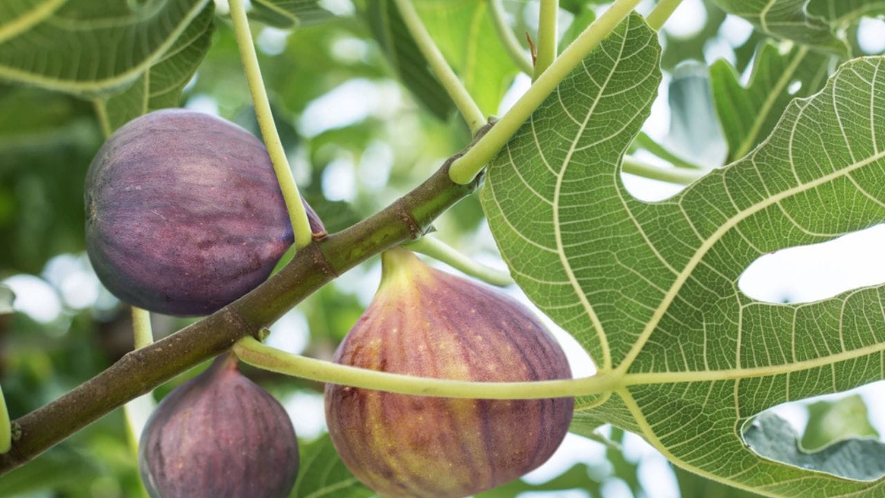 Grow Juicy Figs That Last Decades: 13 Steps to Start Now 14 Grow Juicy Figs That Last Decades: 13 Steps to Start Now - Ripe fig fruits on the tree dp86239036 dnoh