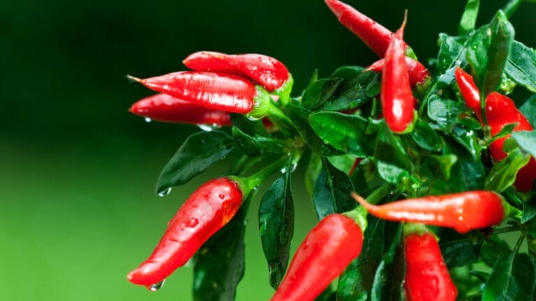 Pepper Plants That Last for Years? Here’s How to Do It - Ripe red hot chili peppers dp3711580 dnoh