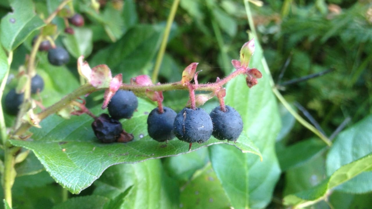 14 Native Berries to Grow for Flavor, Health & Easy Gardening 7 14 Native Berries to Grow for Flavor, Health & Easy Gardening - Salal berries wc