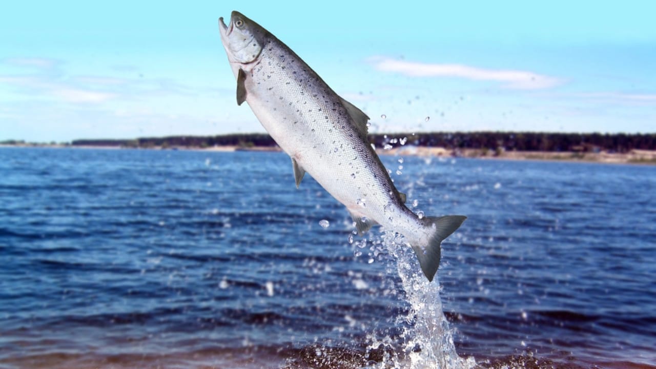 14 Signs in Nature That Predict a Harsh Winter Ahead - Salmon jumping dp1976863 dnoh