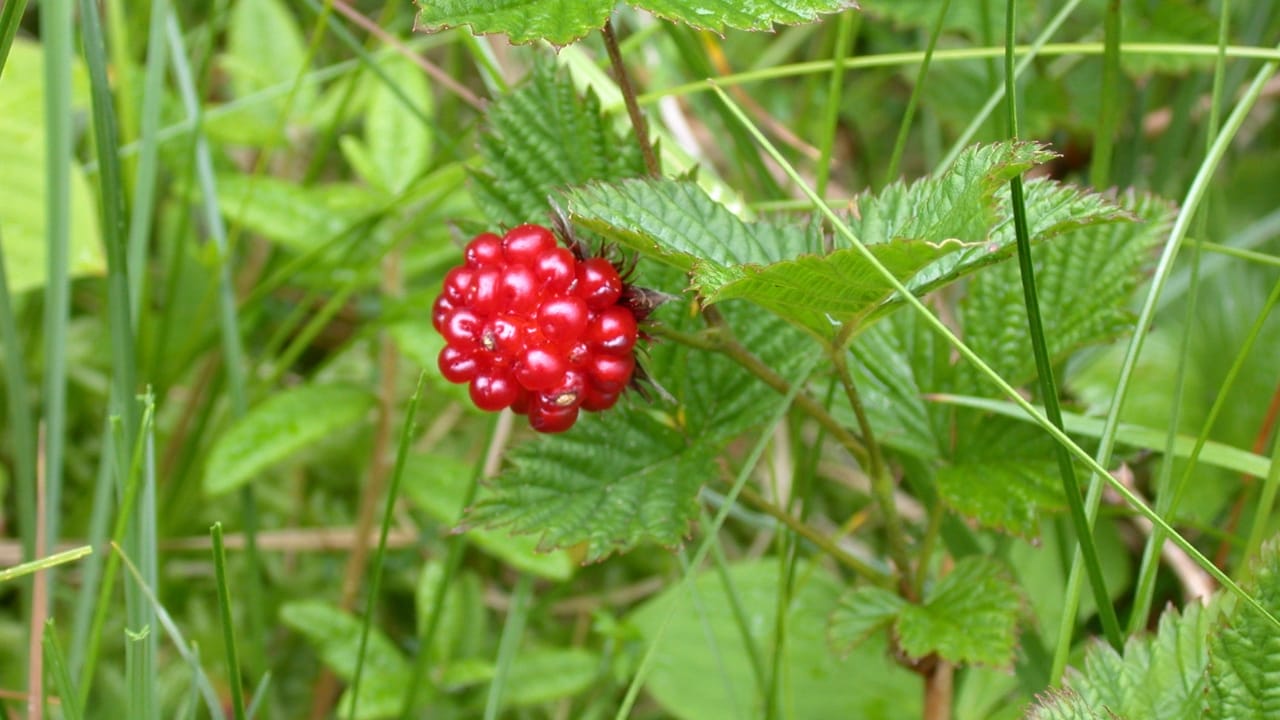 14 Native Berries to Grow for Flavor, Health & Easy Gardening 9 14 Native Berries to Grow for Flavor, Health & Easy Gardening - Salmonberry Rubus spectabilis wc