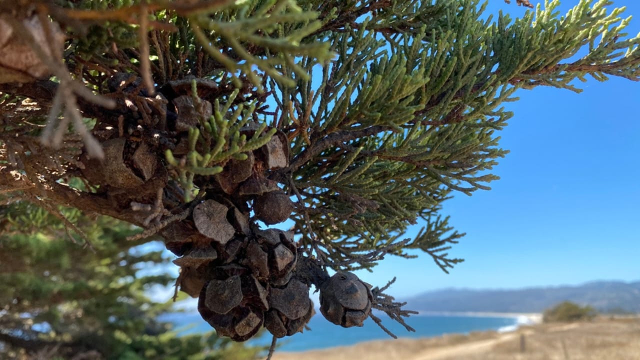 13 Rare Plants That Could Disappear From Gardens Worldwide 12 13 Rare Plants That Could Disappear From Gardens Worldwide - Santa Cruz Cypress Tree ss1792227284 dpdgm