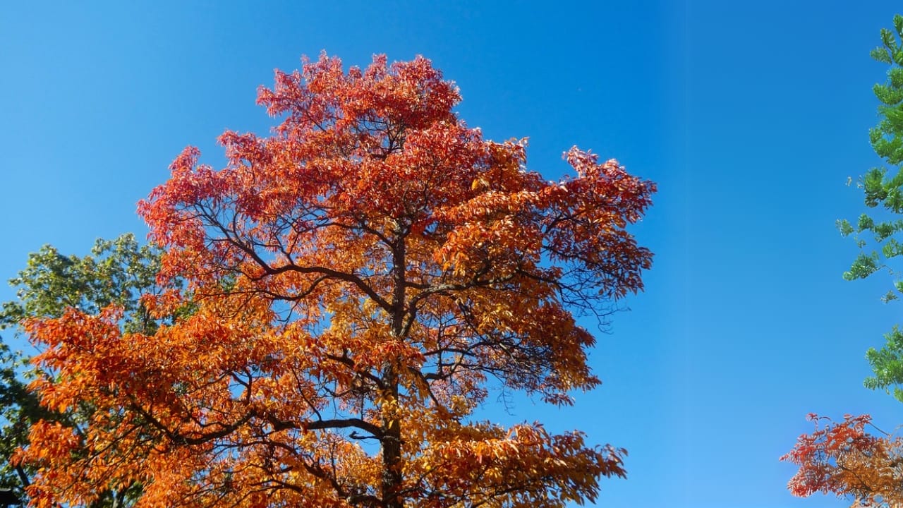 10 Stunning Trees for Vibrant Fall Colors & Greener Planet 7 10 Stunning Trees for Vibrant Fall Colors & Greener Planet - Sassafras trees ss1852969108 adyh
