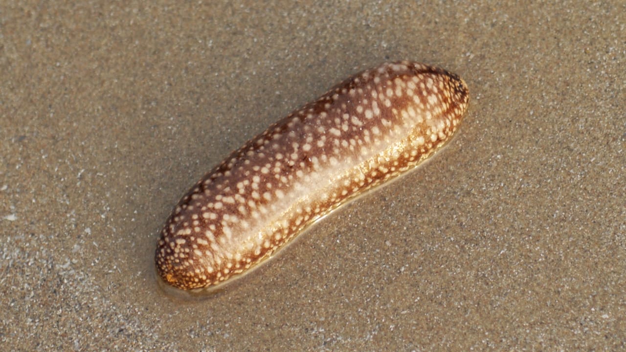 10 Animals with Healing Powers That Could Transform Medicine 5 10 Animals with Healing Powers That Could Transform Medicine - Sea Cucumber dp31282913 dnoh