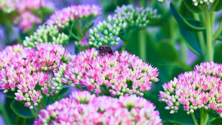 Struggling with Bad Soil... These 15 Plants Can Help 1 Struggling with Bad Soil... These 15 Plants Can Help - Sedum Sedum spectabile ss1859418304 degm