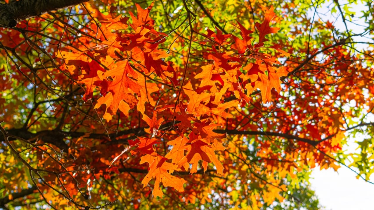 10 Stunning Trees for Vibrant Fall Colors & Greener Planet 9 10 Stunning Trees for Vibrant Fall Colors & Greener Planet - Shumard Oak ss1847584480 adyh