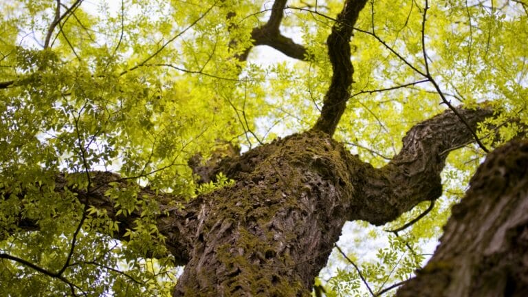 Once a Dust Bowl Savior, This Tree Is Now a Growing Problem - Siberian elm tree ss2298017463 degm