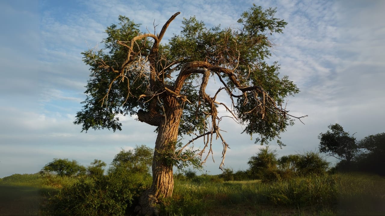 Once a Dust Bowl Savior, This Tree Is Now a Growing Problem - Siberian elms or Ulmus Pumila 1 wc