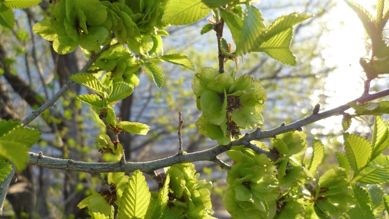 Once a Dust Bowl Savior, This Tree Is Now a Growing Problem - Siberian elms or Ulmus Pumila 2 wc