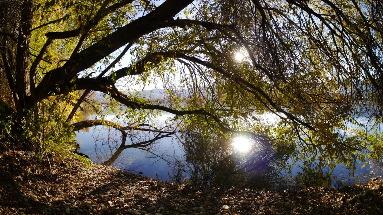 Once a Dust Bowl Savior, This Tree Is Now a Growing Problem - Siberian elms or Ulmus Pumila 3 wc
