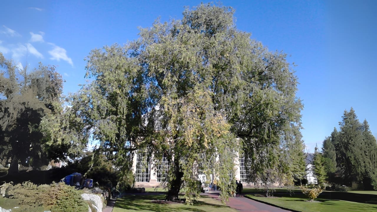 Once a Dust Bowl Savior, This Tree Is Now a Growing Problem - Siberian elms or Ulmus Pumila 4 wc