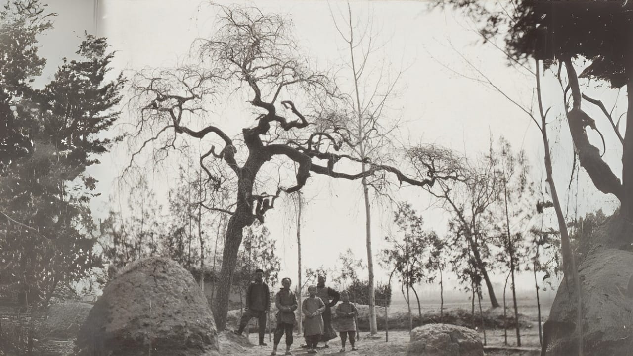 Once a Dust Bowl Savior, This Tree Is Now a Growing Problem - Siberian elms or Ulmus Pumila wc