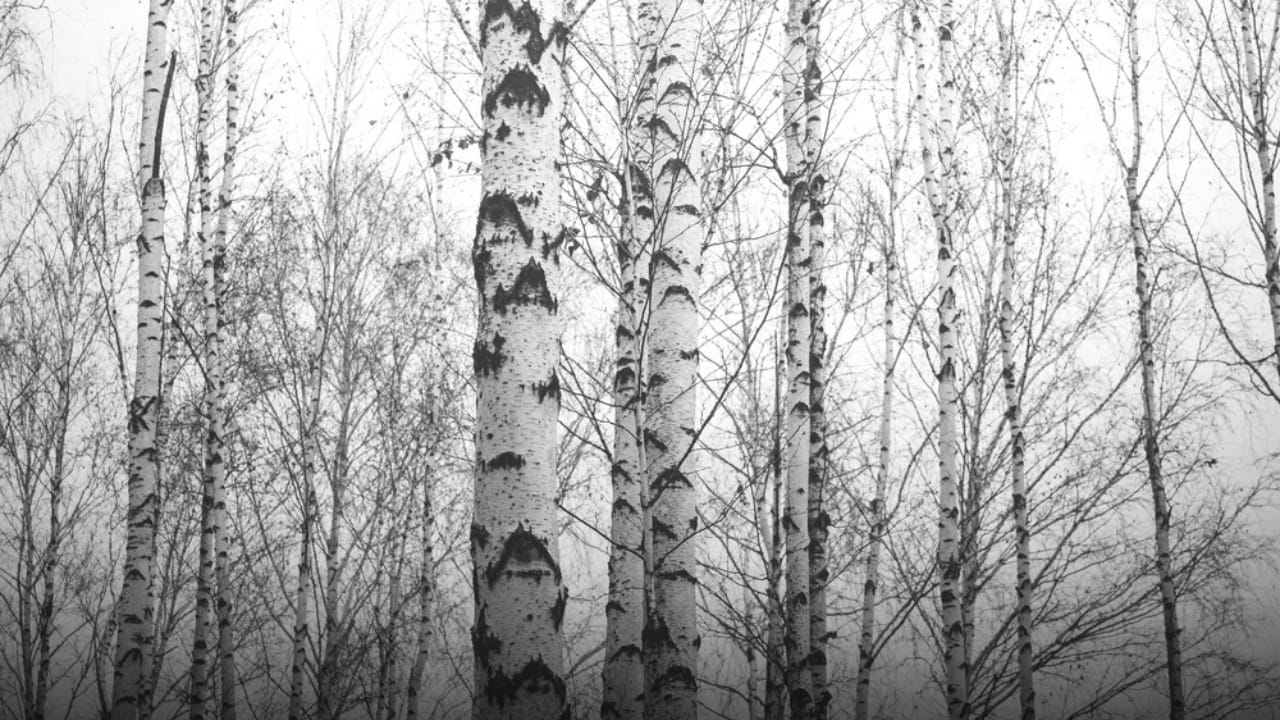 14 Signs in Nature That Predict a Harsh Winter Ahead - Silver birches tree bark ss2510029013 adyh