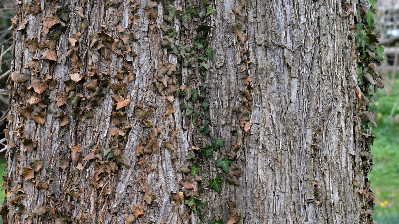 7 Medicinal Tree Barks to Keep You Healthy This Winter - Slippery Elm Ulmus rubra Bark wc