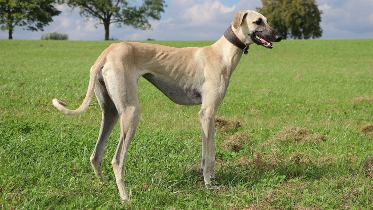 These 13 African Dogs Prove Beauty Comes From Resilience 5 These 13 African Dogs Prove Beauty Comes From Resilience - Sloughi ss645533326 adyh