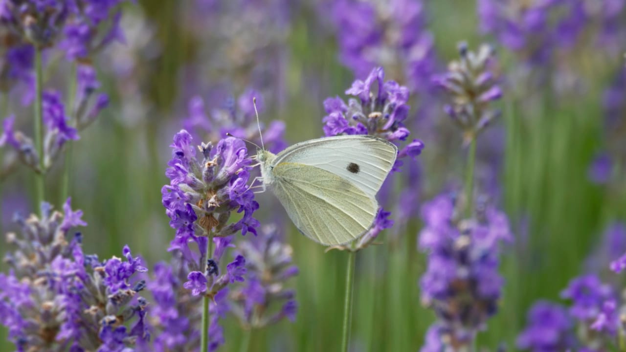 What a White Butterfly Crossing Your Path Really Means - Small white butterfly dp690658070 dnoh