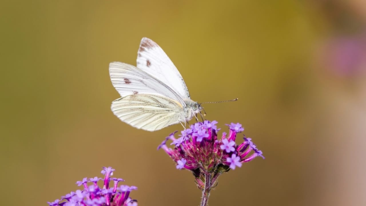 What a White Butterfly Crossing Your Path Really Means - Small white butterfly ss2169209497 dpdgm