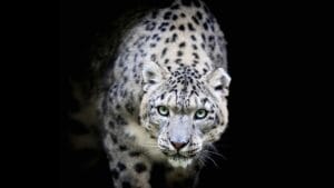 15 Wild Cats That Have Perfected the Art of the Hunt 1 15 Wild Cats That Have Perfected the Art of the Hunt - Snow leopard ss1543677179 degm