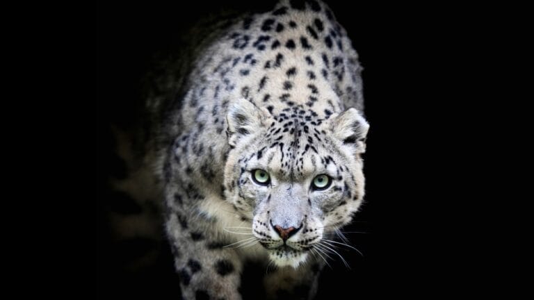 15 Wild Cats That Have Perfected the Art of the Hunt - Snow leopard ss1543677179 degm