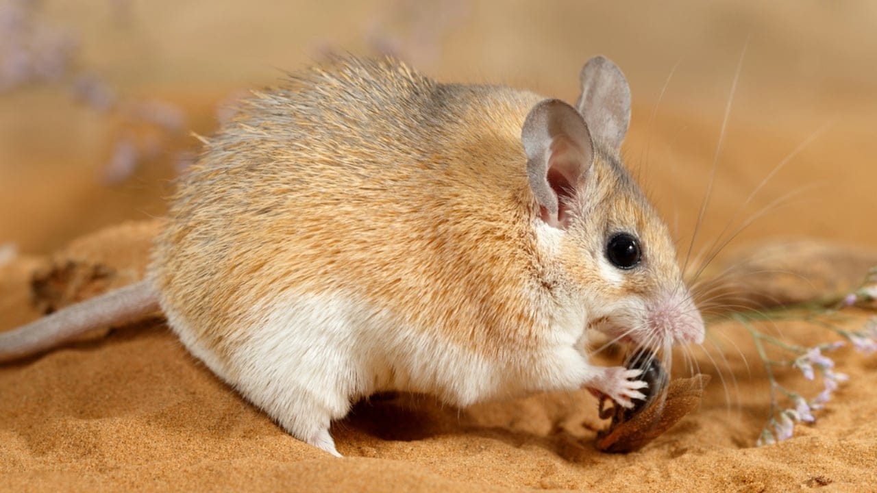 10 Animals with Healing Powers That Could Transform Medicine - Spiny Mice dp259235408 dnoh