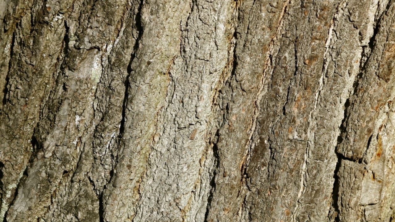 7 Medicinal Tree Barks to Keep You Healthy This Winter 8 7 Medicinal Tree Barks to Keep You Healthy This Winter - Sweet Gum Tree Liquidambar styraciflua ss2065840964 dpdgm