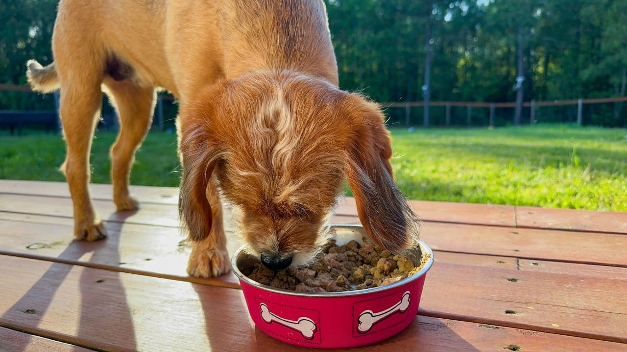 13 Ways Your Home Could Be Inviting Snakes Inside 7 13 Ways Your Home Could Be Inviting Snakes Inside - Terrier Beagle mix eating dog food outside ss2418574661 degm