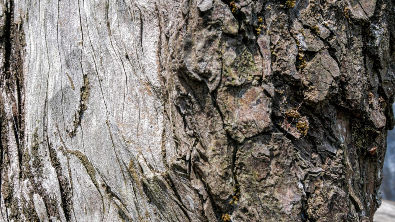 7 Medicinal Tree Barks to Keep You Healthy This Winter -
