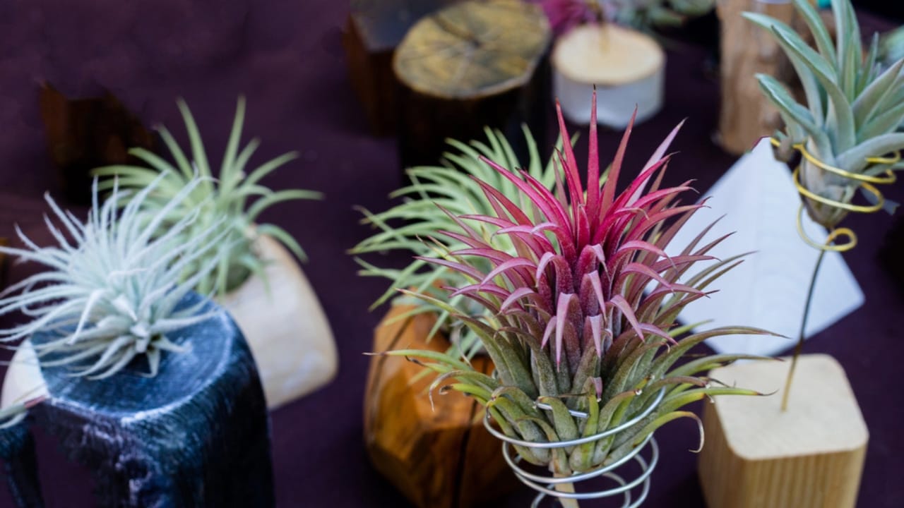9 Houseplants That Fight Mold & Moisture in Your Home 10 9 Houseplants That Fight Mold & Moisture in Your Home - Tillandsia ionantha or air plant dp294704716 dnoh