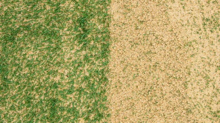 Topdressing Gains Ground as the Go-To Lawn Care Method 10 Topdressing Gains Ground as the Go-To Lawn Care Method - Topdressing a lawn ss2026345346 degm