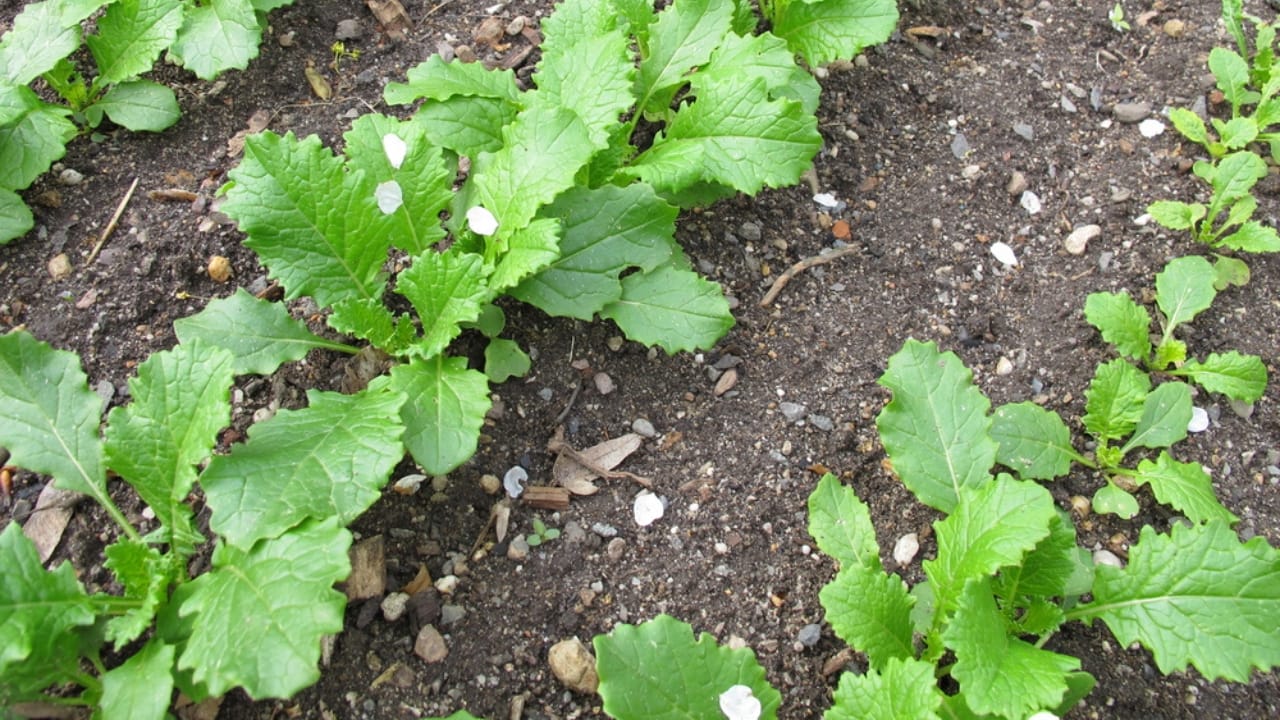 20 cut and come again vegetables that feel like free food forever 20 20 cut and come again vegetables that feel like free food forever - Turnip Greens dp50630047 dnoh