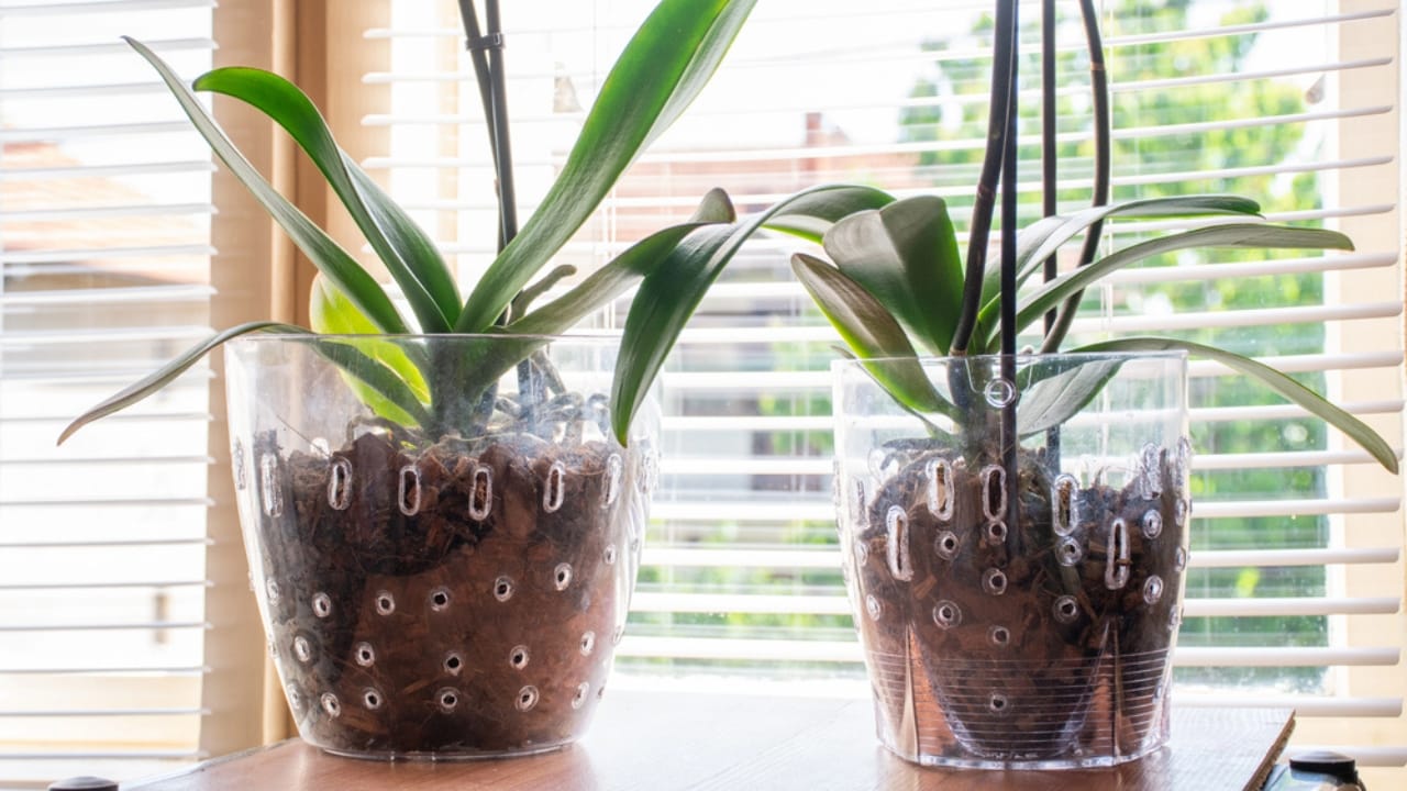 Don’t Let These Container Gardening Errors Kill Your Plants 4 Don’t Let These Container Gardening Errors Kill Your Plants - Two Phalaenopsis Orchid in a transparent flower pot dp265596048 dnoh 1