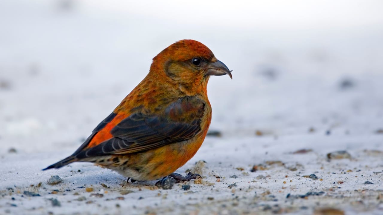 10 Red Birds to Brighten Your Backyard with Stunning Plumage 4 10 Red Birds to Brighten Your Backyard with Stunning Plumage - Two barred Crossbill dp332860886 dnoh