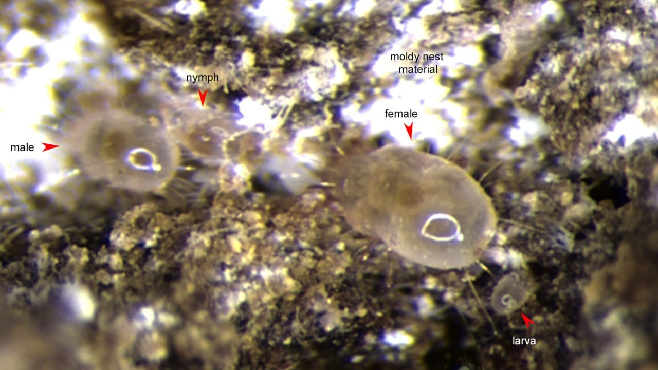 Mold Mites Invade Bathrooms: How to Fight Back 3 Mold Mites Invade Bathrooms: How to Fight Back - Tyrophagus putrescentiae nest of Partamona orizabaensis wc