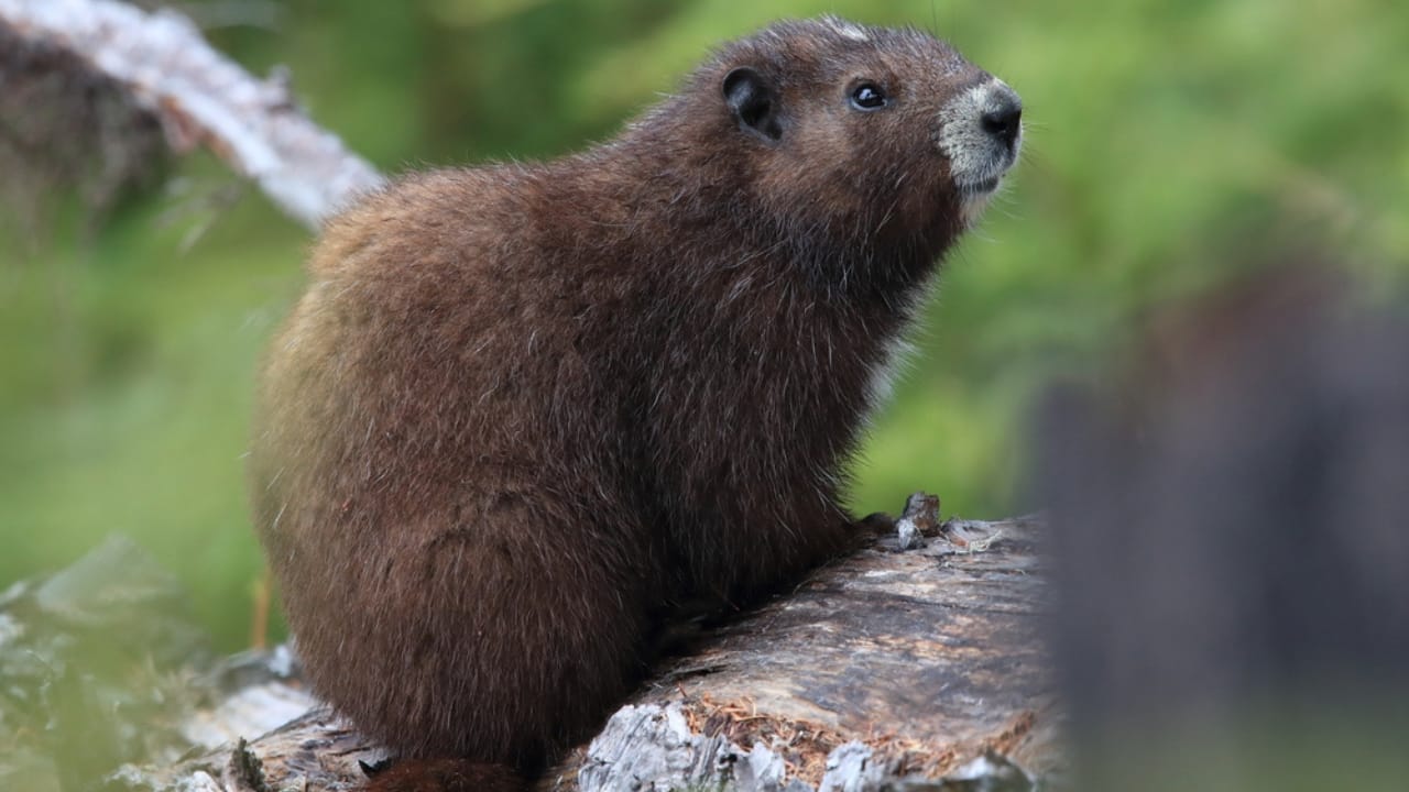 16 Animals That Thrive by Hibernating Through Winter 4 16 Animals That Thrive by Hibernating Through Winter - Vancouver Island Marmot dp385075044 dnoh