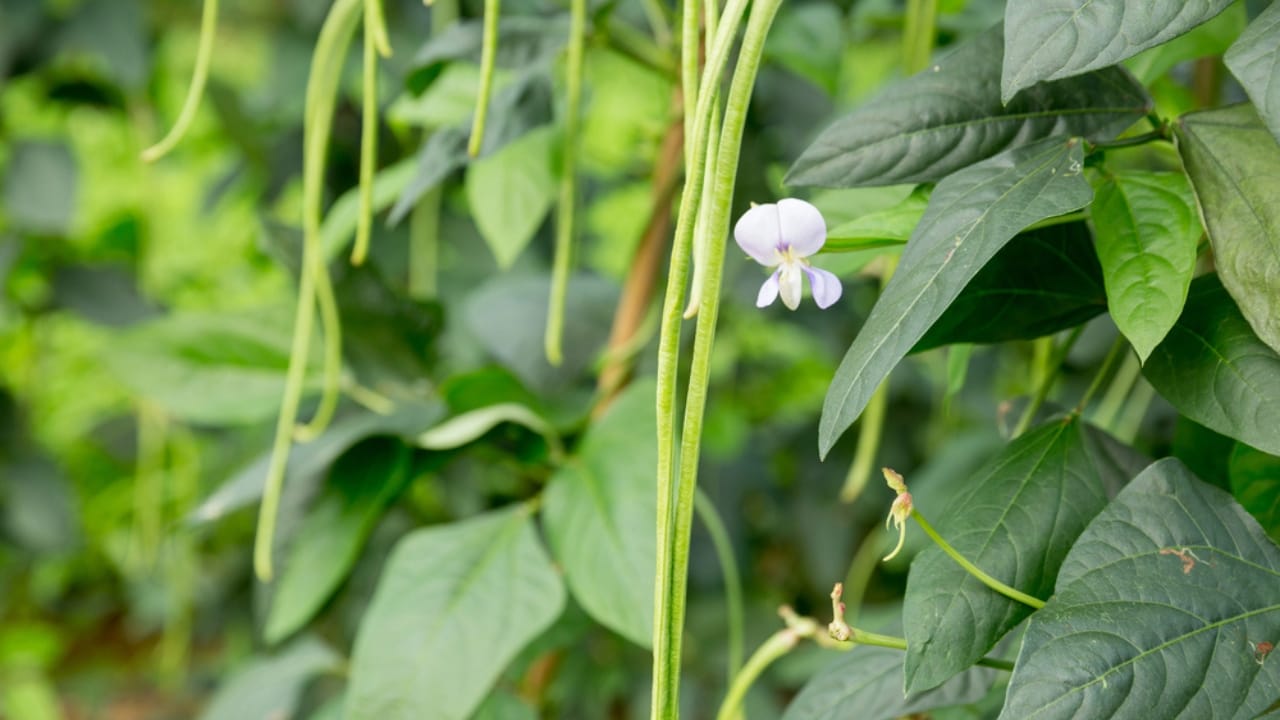 12 Plants to Grow with Tomatoes for a Better Harvest 10 12 Plants to Grow with Tomatoes for a Better Harvest - Vegetable Cowpea plant dp306607952 dnoh