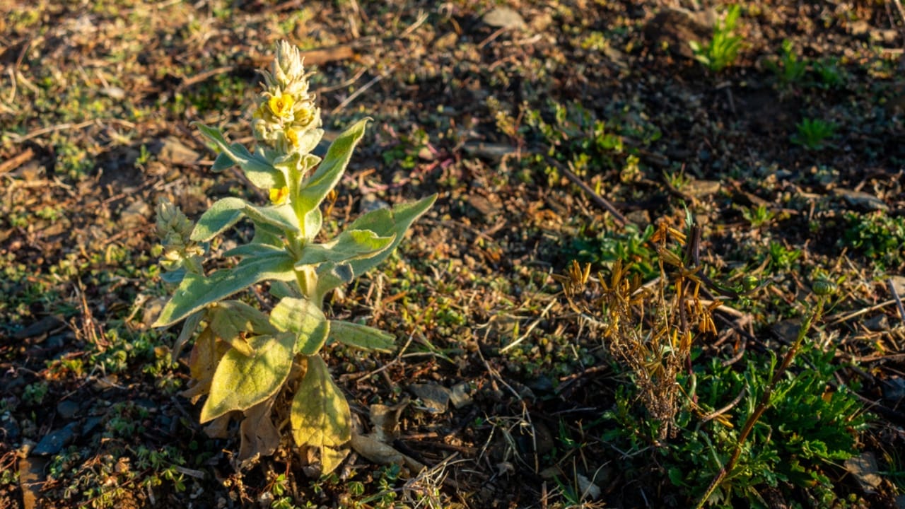 Boost Lung Health with These 12 Healing Plants & Herbs 3 Boost Lung Health with These 12 Healing Plants & Herbs - Verbascum thapsus great mullein plant dp664041834 dnoh