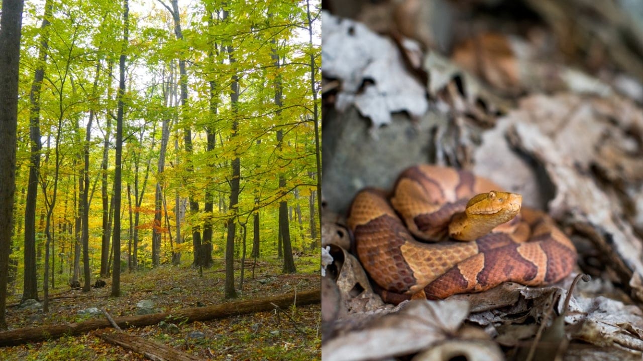 Copperhead Snake Hotspots: 25 States Where They Thrive 13 Copperhead Snake Hotspots: 25 States Where They Thrive - View of a forest ss1165572520 adyh copperhead snake ss2279721533 adyh