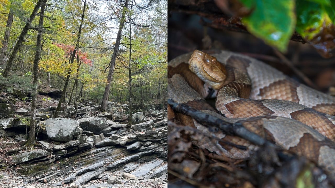 Copperhead Snake Hotspots: 25 States Where They Thrive 26 Copperhead Snake Hotspots: 25 States Where They Thrive - Virginia forest ss2540620217 adyh Copperhead snake ss1839913672 adyh