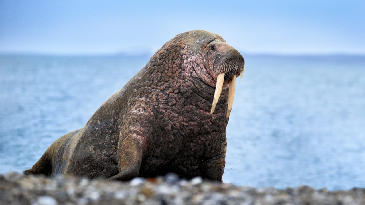 15 Mammals Thriving Where Few Can Survive 6 15 Mammals Thriving Where Few Can Survive - Walrus on the sand beach dp328915674 dnoh