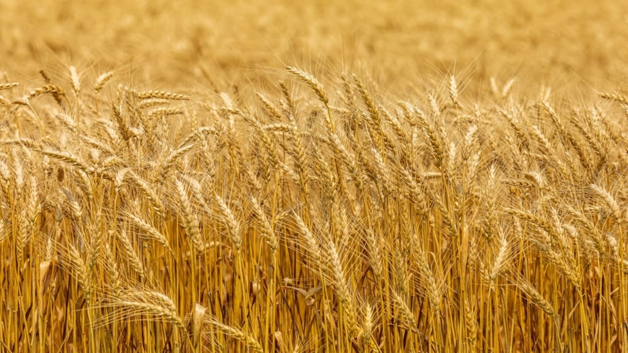 12 Plants to Grow with Tomatoes for a Better Harvest 12 12 Plants to Grow with Tomatoes for a Better Harvest - Wheat Triticum aestivum L. ss2063662418 dpdgm