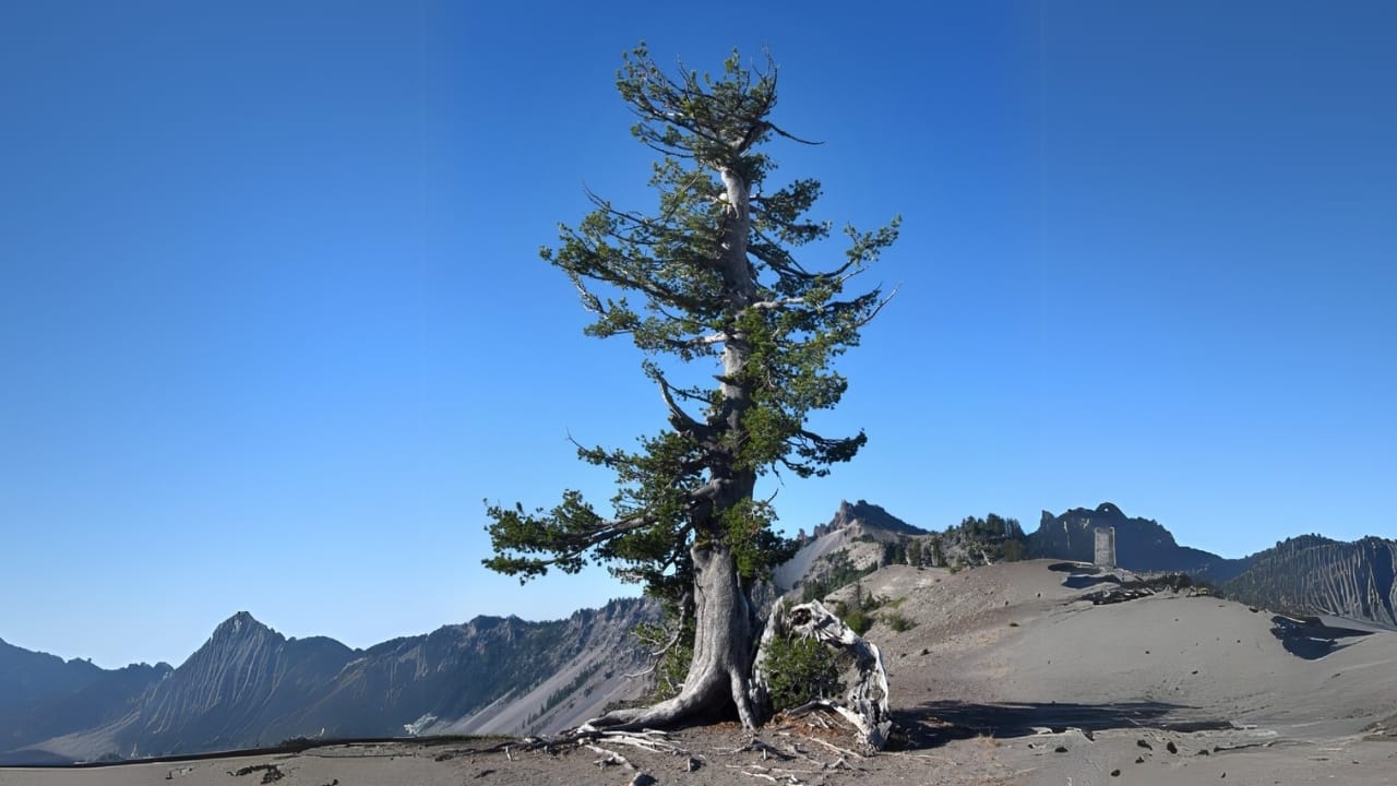 19 American Tree Species at Risk of Extinction 10 19 American Tree Species at Risk of Extinction - Whitebark Pine tree ss2421053403 dpdgm