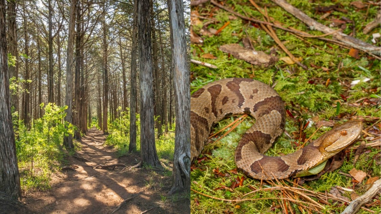 Copperhead Snake Hotspots: 25 States Where They Thrive 21 Copperhead Snake Hotspots: 25 States Where They Thrive - Wildlife refuge in Oklahoma ss2402484353 adyh Northern Copperhead Snakes ss2006125001 adyh