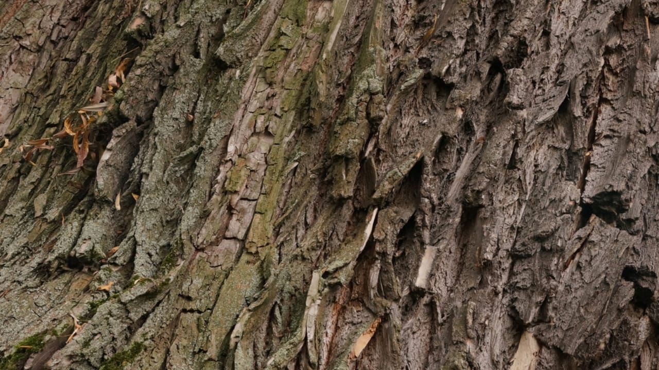 7 Medicinal Tree Barks to Keep You Healthy This Winter - Willow tree bark dp307887024 dnoh