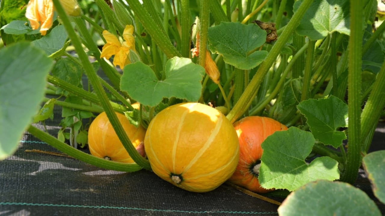 15 vegetables that laugh at frost (your winter garden starter list) 14 15 vegetables that laugh at frost (your winter garden starter list) - Winter Squash dp88386862 dnoh