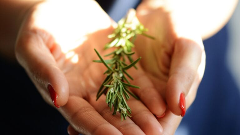 5 Reasons a Sprig of Rosemary Belongs in Your Wallet 10 5 Reasons a Sprig of Rosemary Belongs in Your Wallet - Woman holding a rosemary brunch dp144130123 dnoh