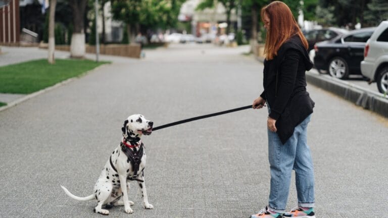Stop Your Dog from Pulling on the Leash in 3 Simple Steps - Woman with Dalmatian Dog Leash dp477964368 dnoh