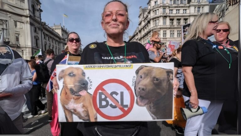 13 Dog Breeds Facing Bans & Restrictions Worldwide 1 13 Dog Breeds Facing Bans & Restrictions Worldwide - XL Bully owners protesting ss2372097019 adyh