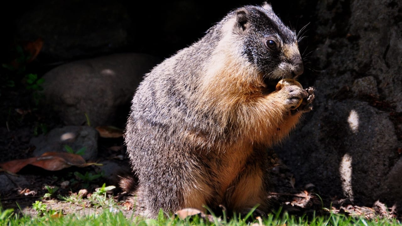 16 Animals That Thrive by Hibernating Through Winter 5 16 Animals That Thrive by Hibernating Through Winter - Yellow Bellied Marmot dp95526190 dnoh