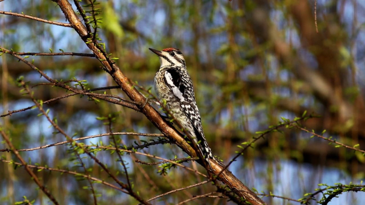 15 Must-Know Woodpeckers for Bird Watchers 5 15 Must-Know Woodpeckers for Bird Watchers - Yellow bellied Sapsucker dp252600146 dnoh