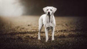 Can Dogs See Ghosts? The Truth Behind Their Eerie Instincts 1 Can Dogs See Ghosts? The Truth Behind Their Eerie Instincts - Young strong white labrador retriever dog dp206427160 dnoh